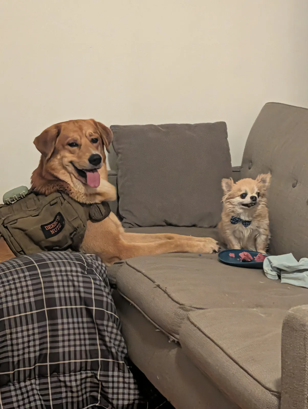 Deebo on the couch