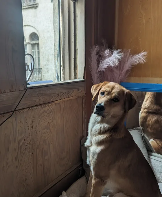 Deebo up at the window on watch