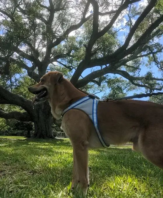 Deebo under a big oak tree