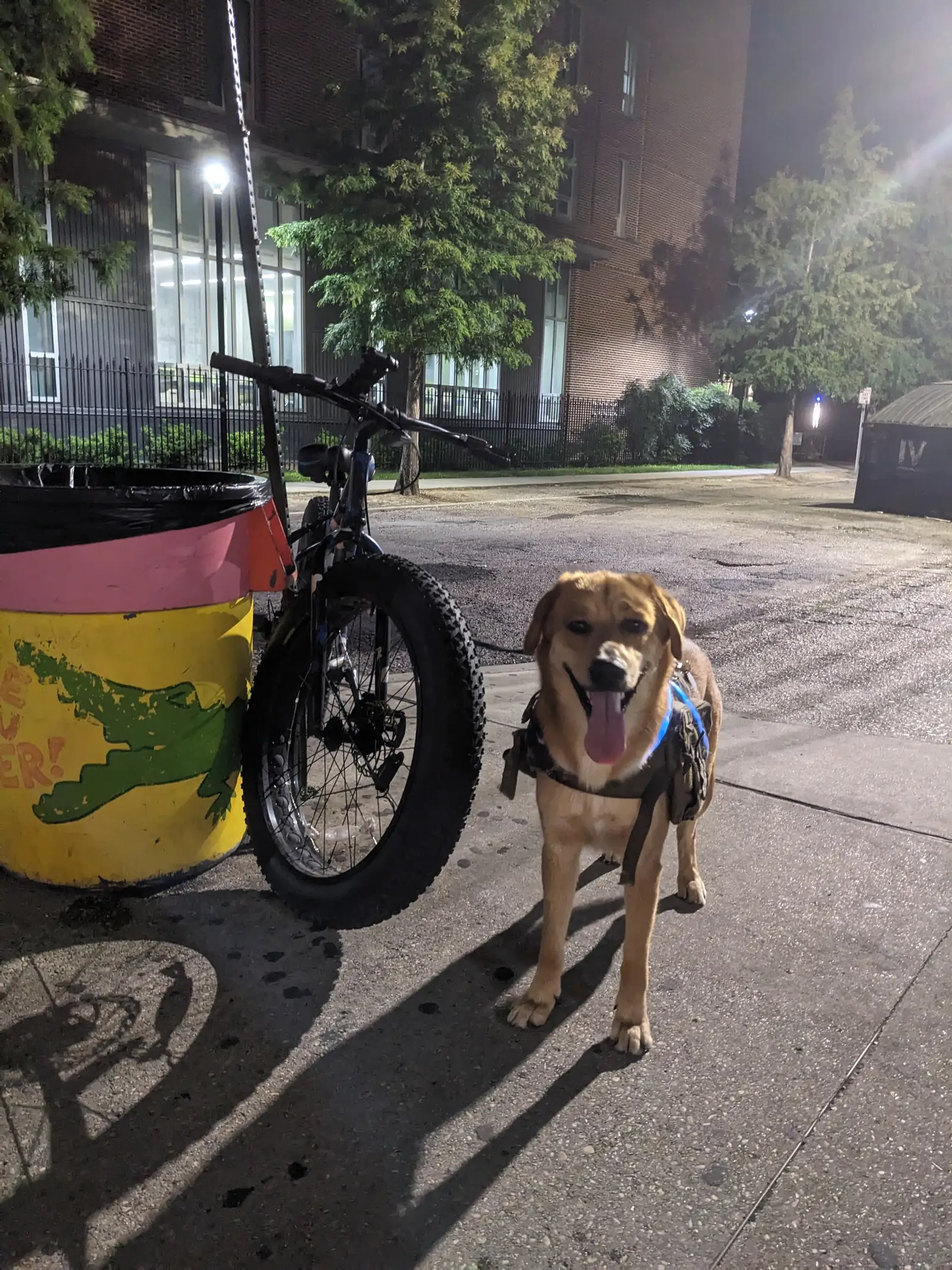 Deebo on a night walk