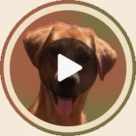Cooling His NutZ — AI Deebo reel thumbnail
