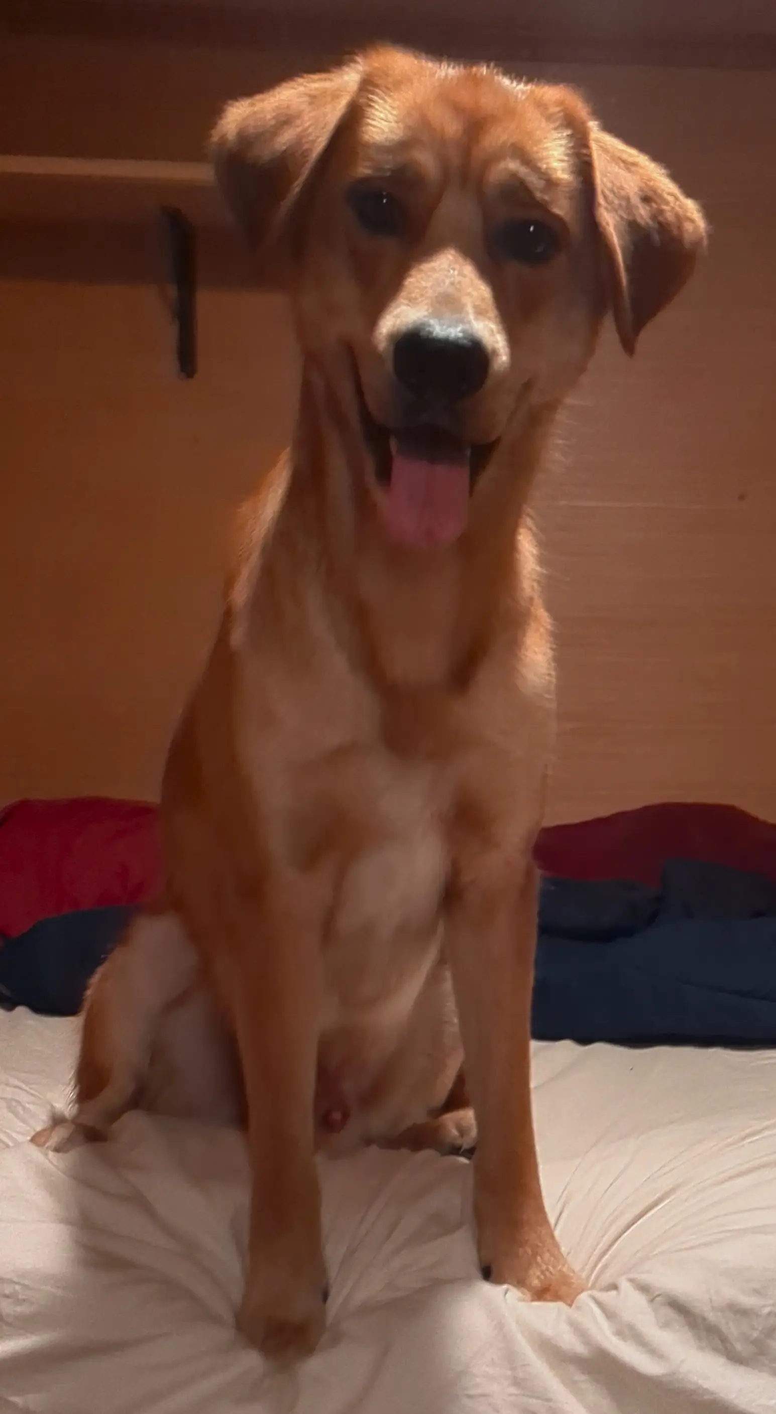 Puppy Deebo