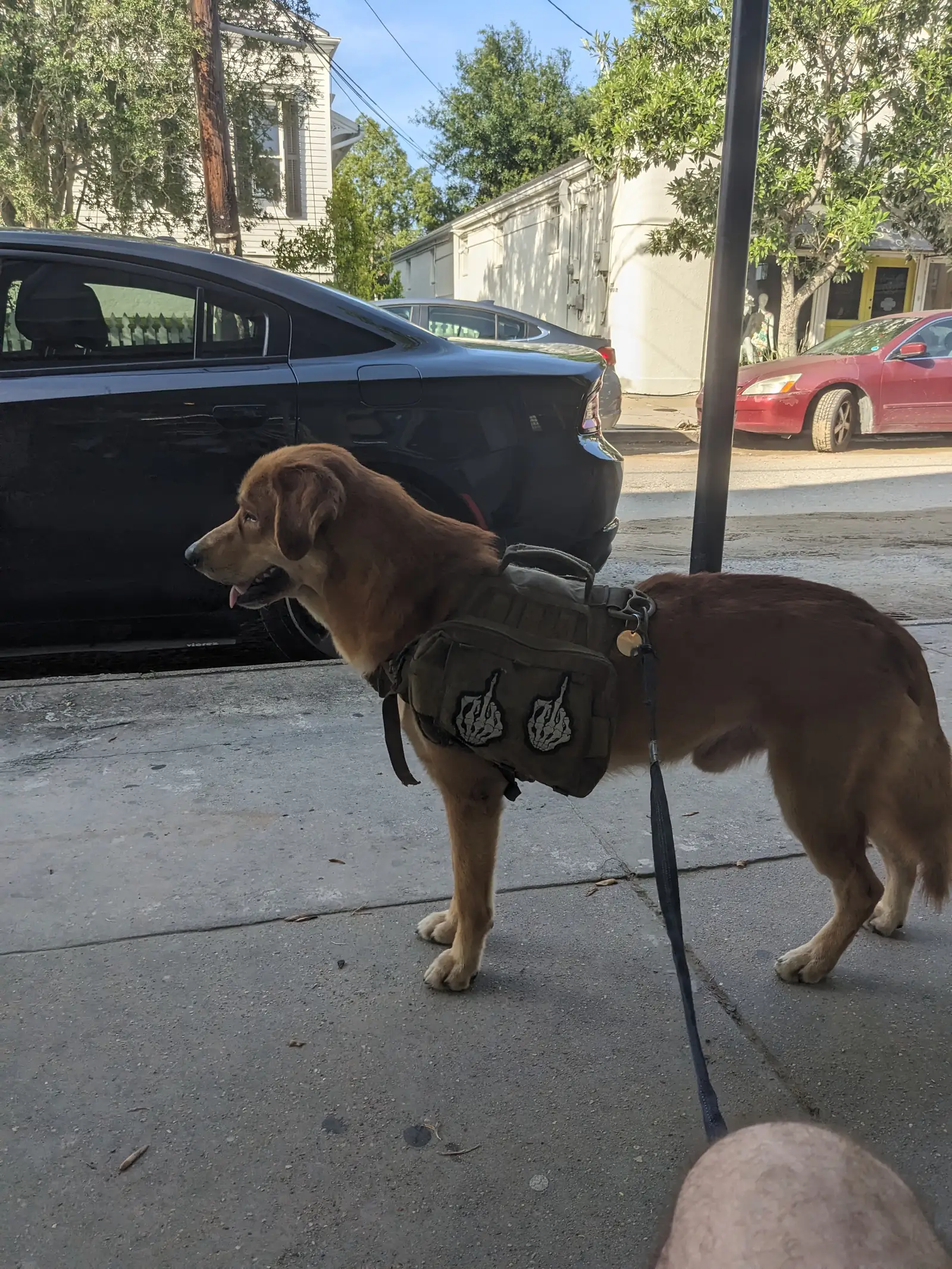 Deebo on street patrol