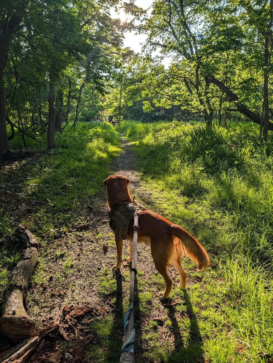 Deebo leading a forest trail in tactical gear