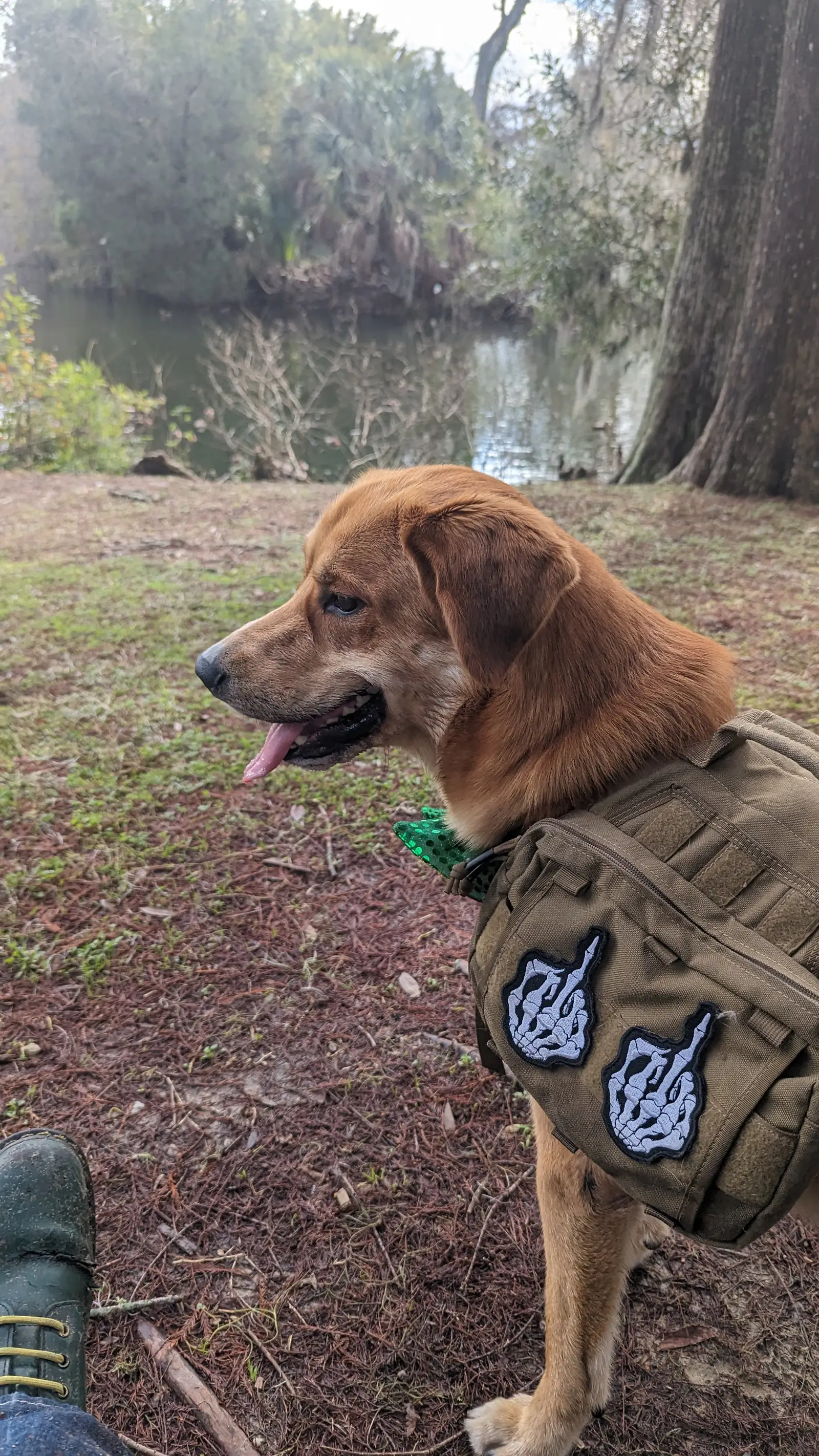 Deebo in tactical pack